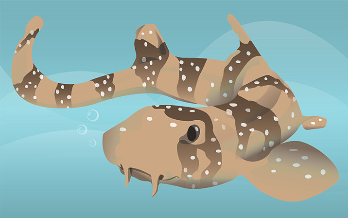 Shedd Sketch