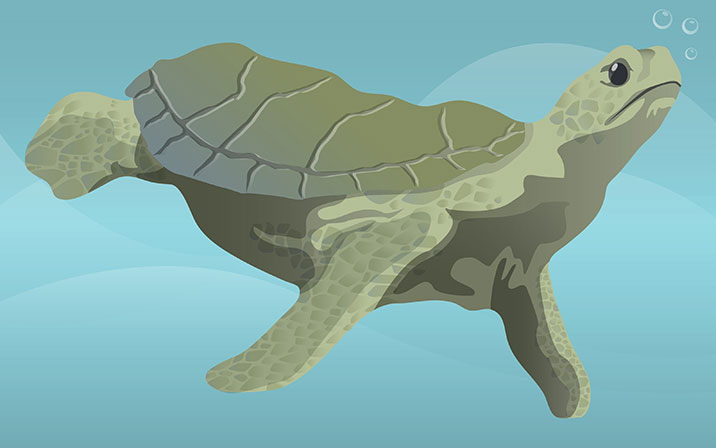 Shedd Sketch